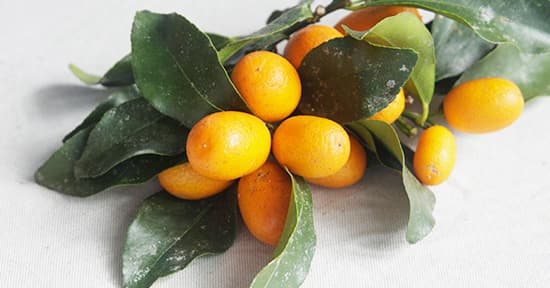 Kumquats