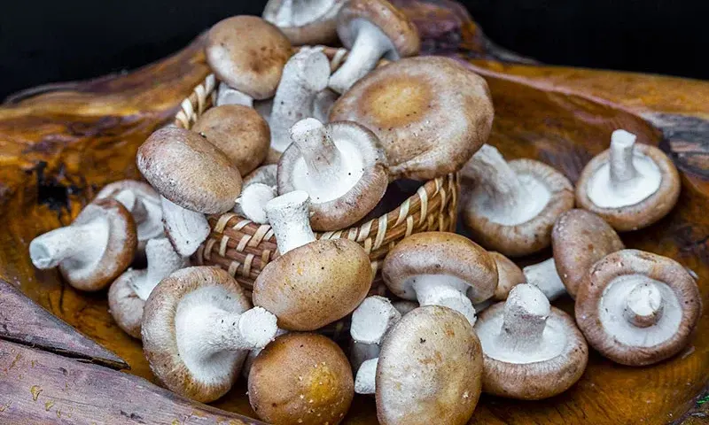 Mushrooms - Swiss Brown