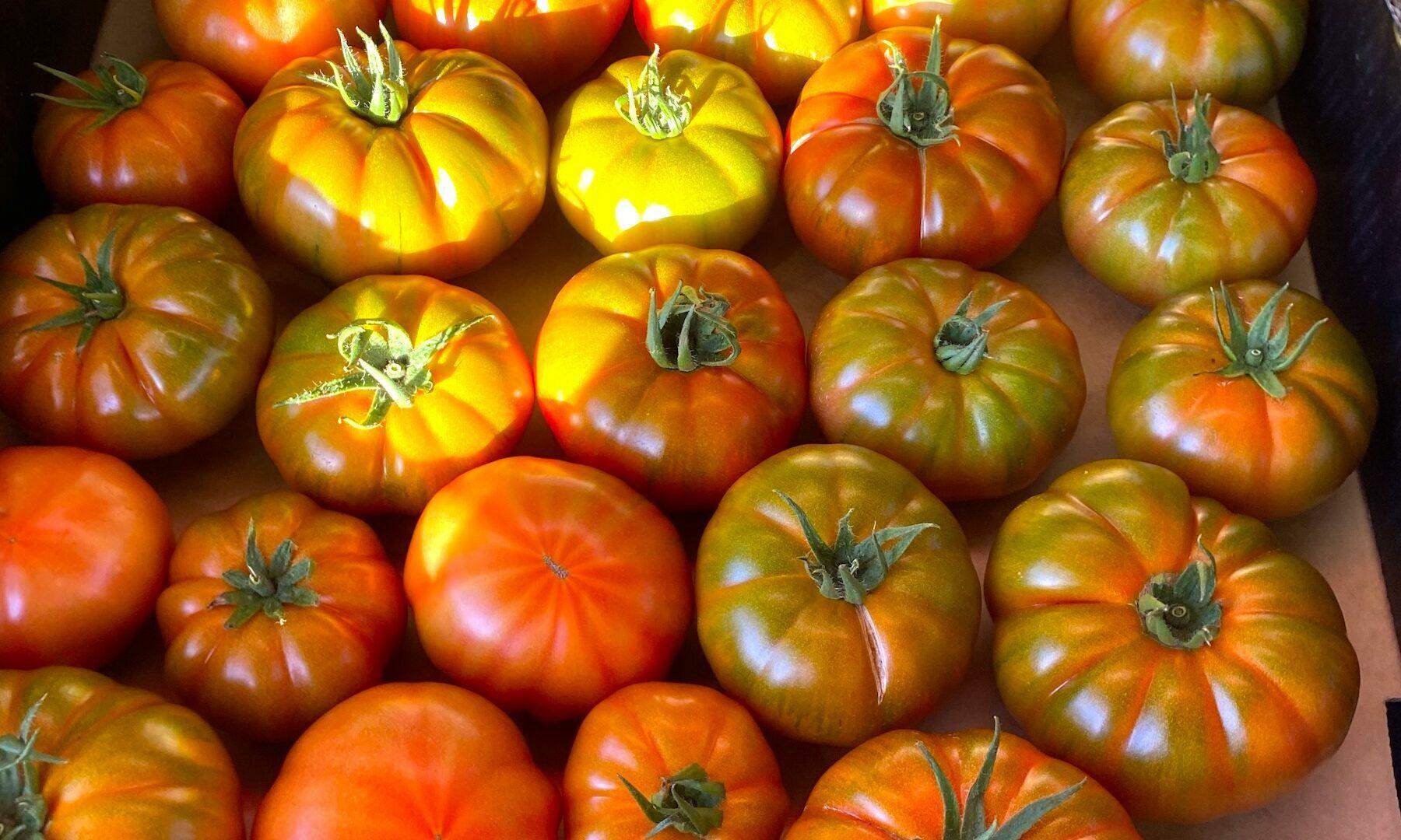 Tomatoes - Truss