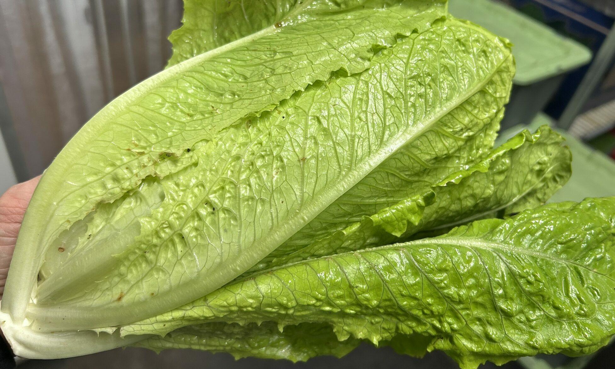 Lettuce - Cos (Fresh but just some snail holes as pictured)