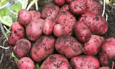 Potatoes - Desiree