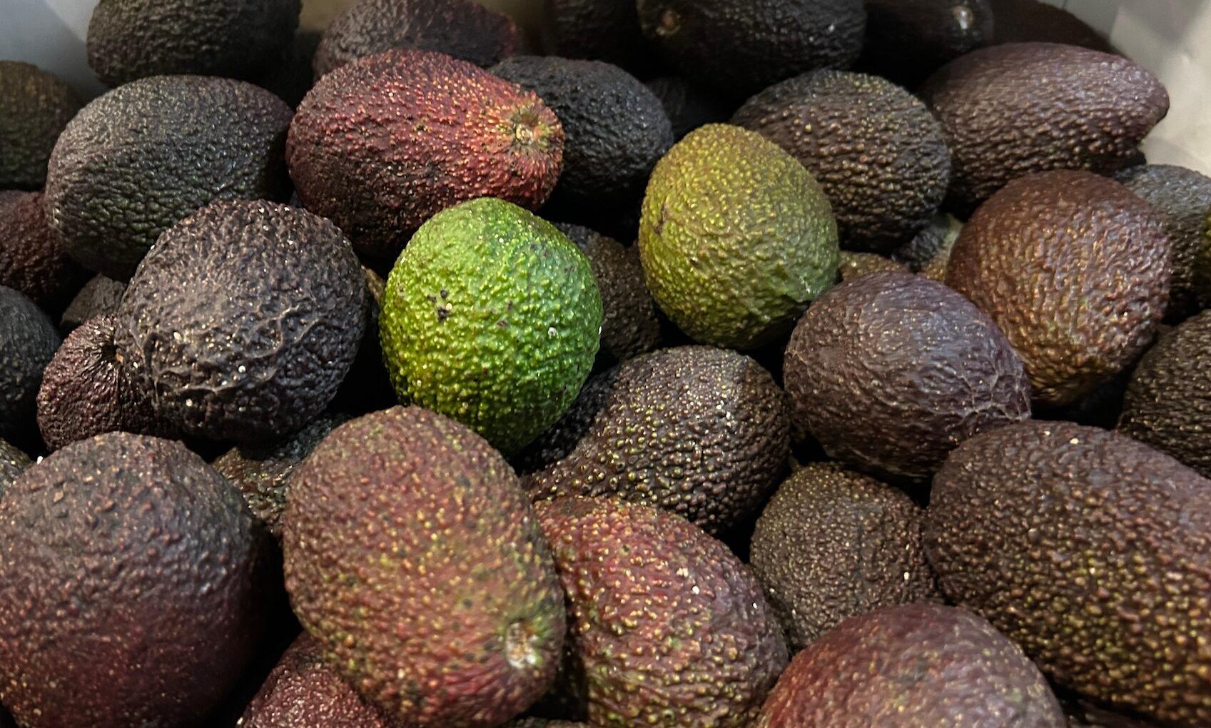 Avocado - Small Hass - Kg