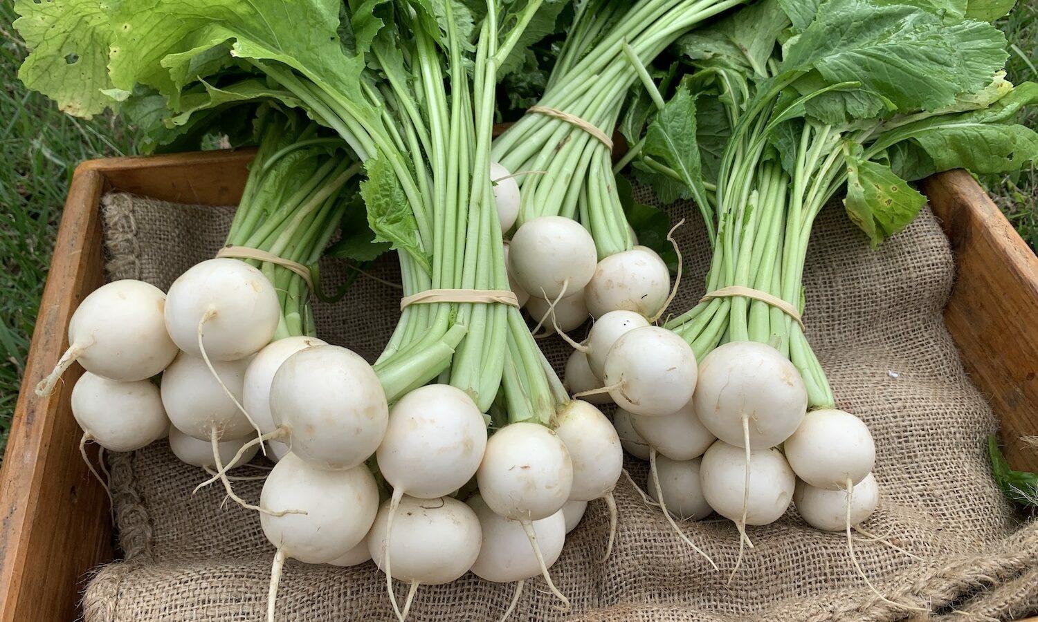 Turnip - Harukai Salad Turnip - Bunch
