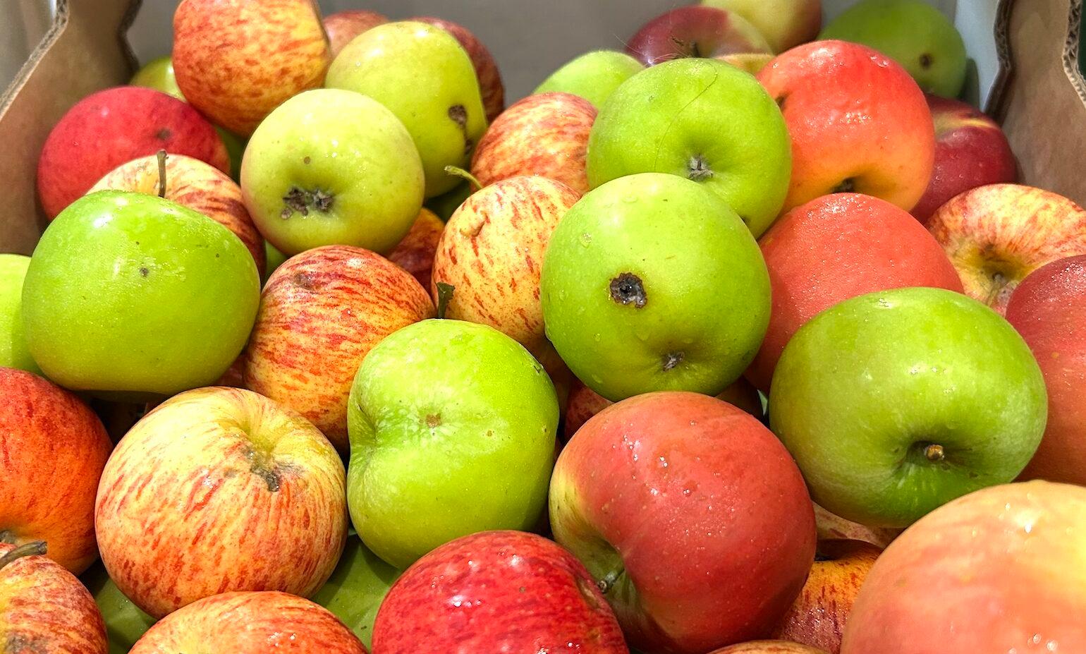 Apples - Juicing (only minor marks)