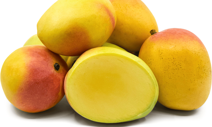 Mango - Kensington Pride - Medium