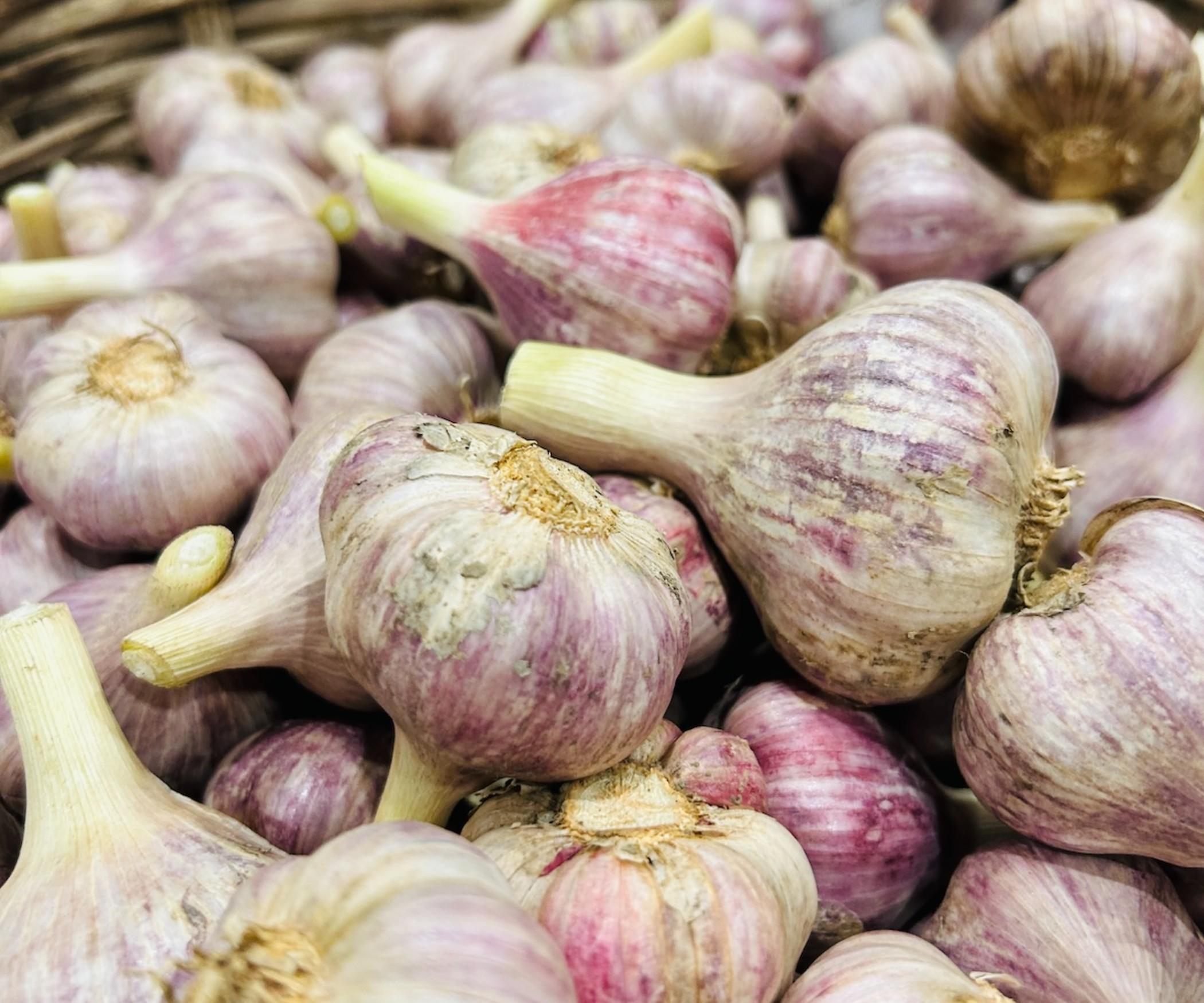 Garlic - Purple