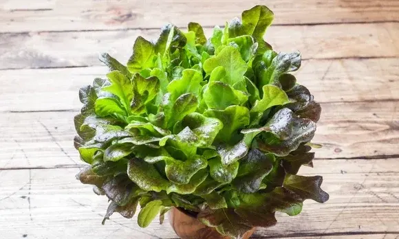 Lettuce - Red Oak