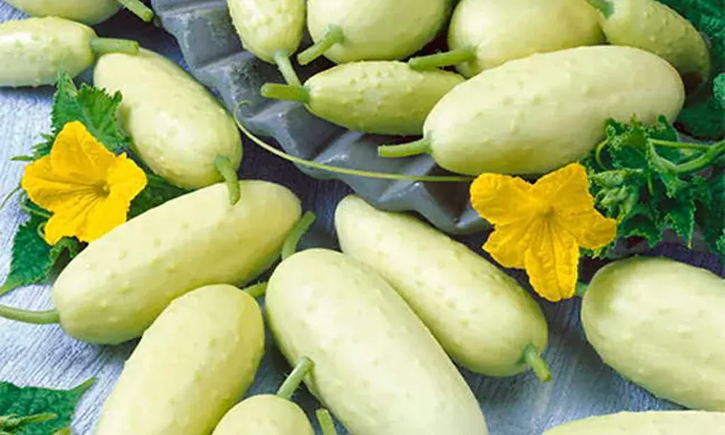 Cucumber - White Russian