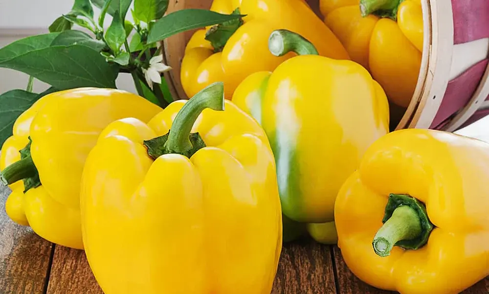 Capsicum - Yellow