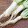 Sustainable, Organic, local, spray free, fresh produce, Macksville, Nambucca, Dorrigo, Urunga