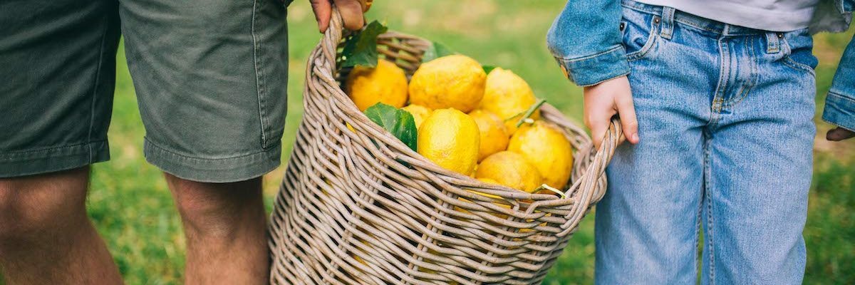 basket-lemon-v2-1200x400-1